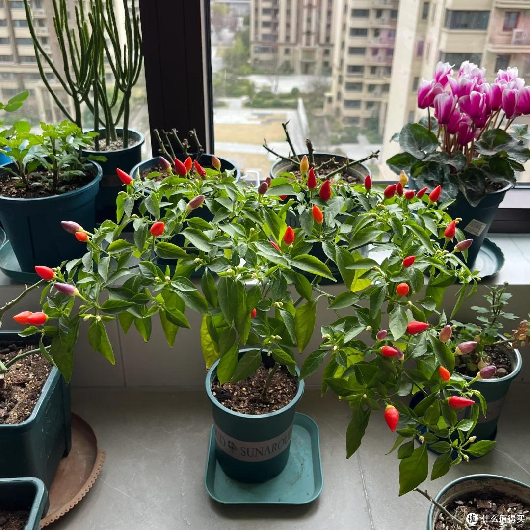 哈尔滨一公园,因“辣椒当观赏花”火了:谁出的馊主意,有创意~
