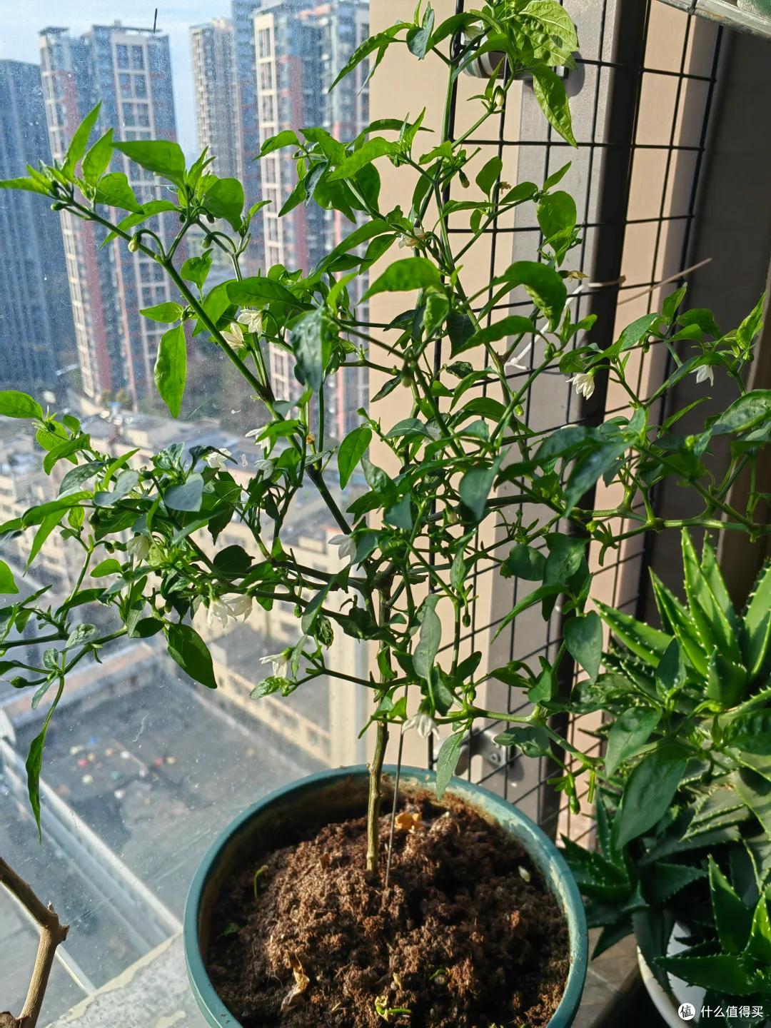 哈尔滨一公园,因“辣椒当观赏花”火了:谁出的馊主意,有创意~