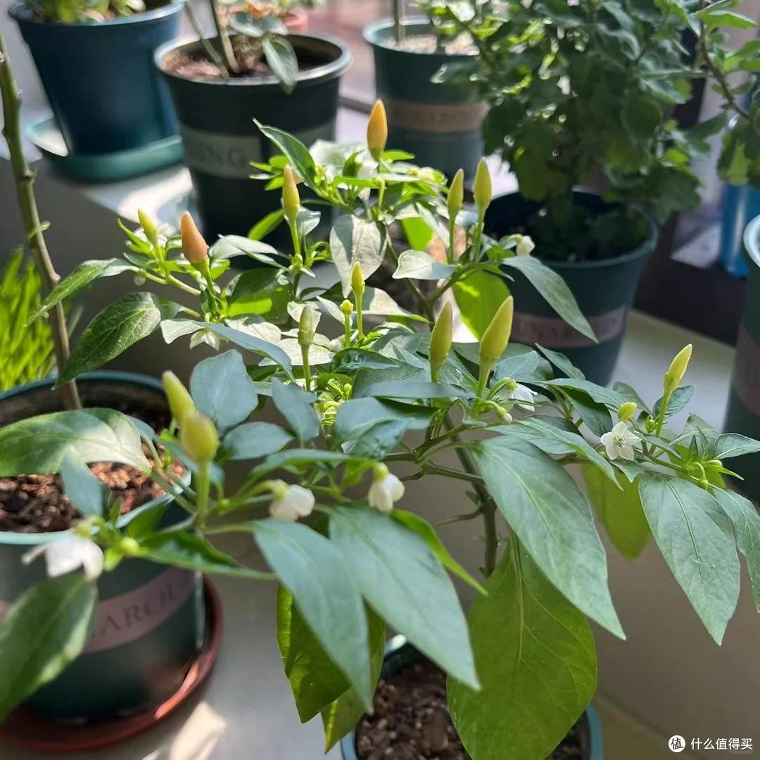 哈尔滨一公园,因“辣椒当观赏花”火了:谁出的馊主意,有创意~