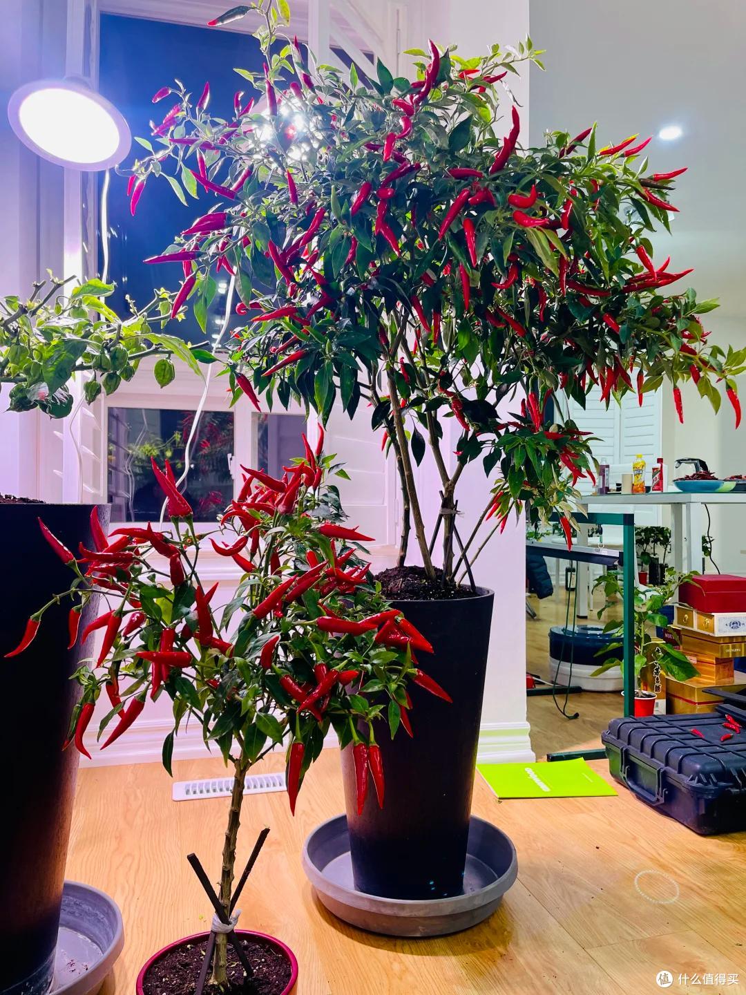 哈尔滨一公园,因“辣椒当观赏花”火了:谁出的馊主意,有创意~