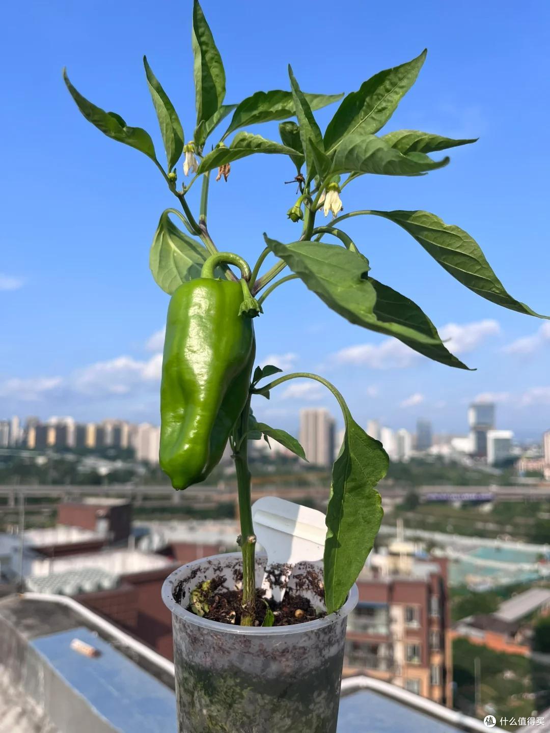 哈尔滨一公园,因“辣椒当观赏花”火了:谁出的馊主意,有创意~