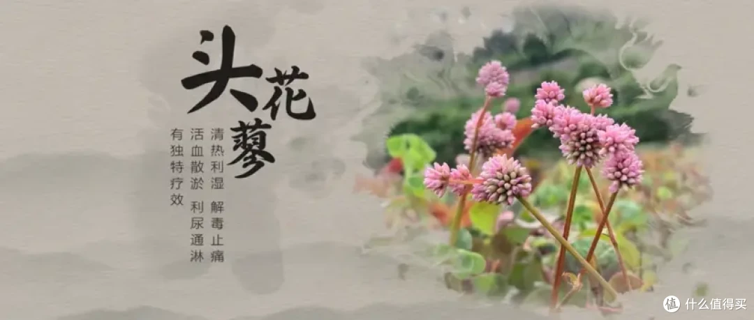 尿频尿急尿痛首选中药，热淋清颗粒如何成为泌尿系统感染克星？