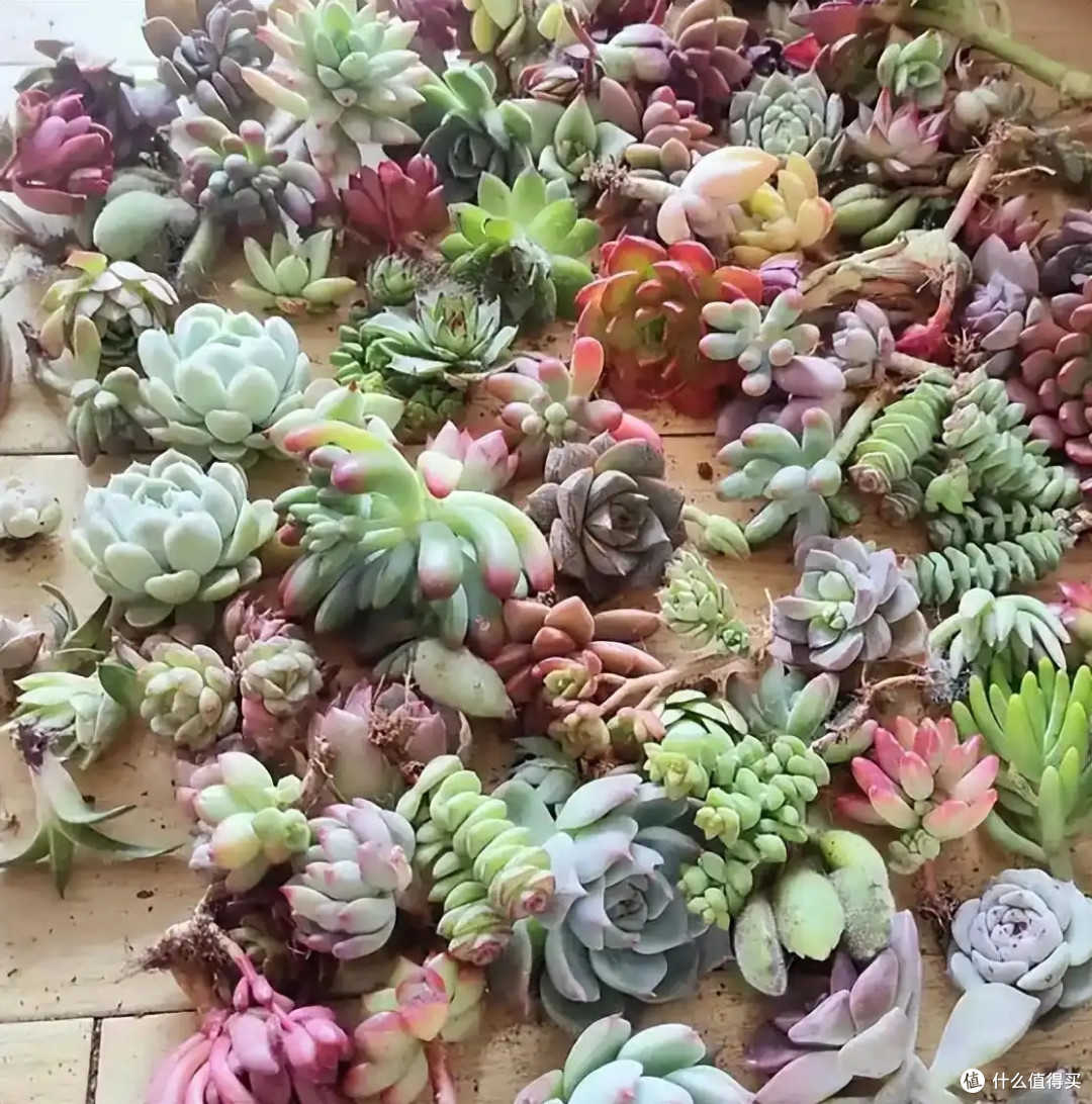 一女子晒多肉,养成“六亲不认”的样子,网友:美如妖,成精了!