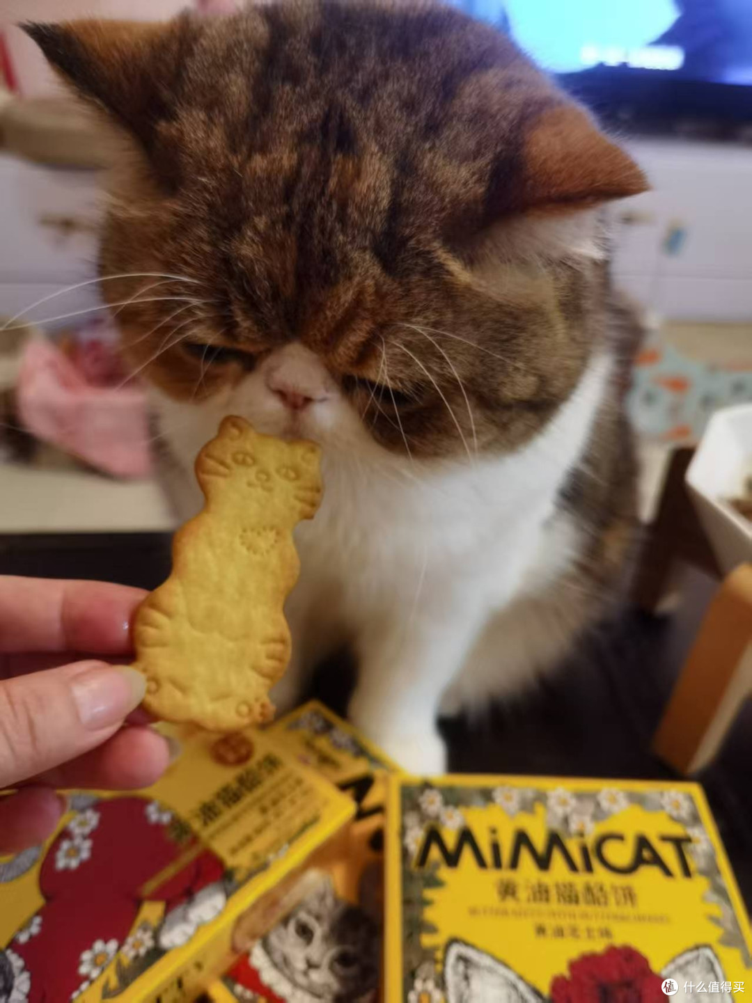 黄油猫酪饼尝鲜