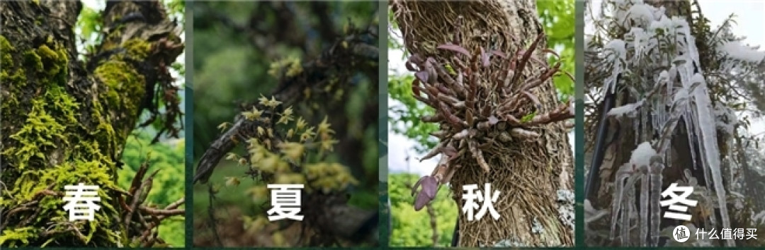 2026年度铁皮石斛实测好品汇总 选对了更省心