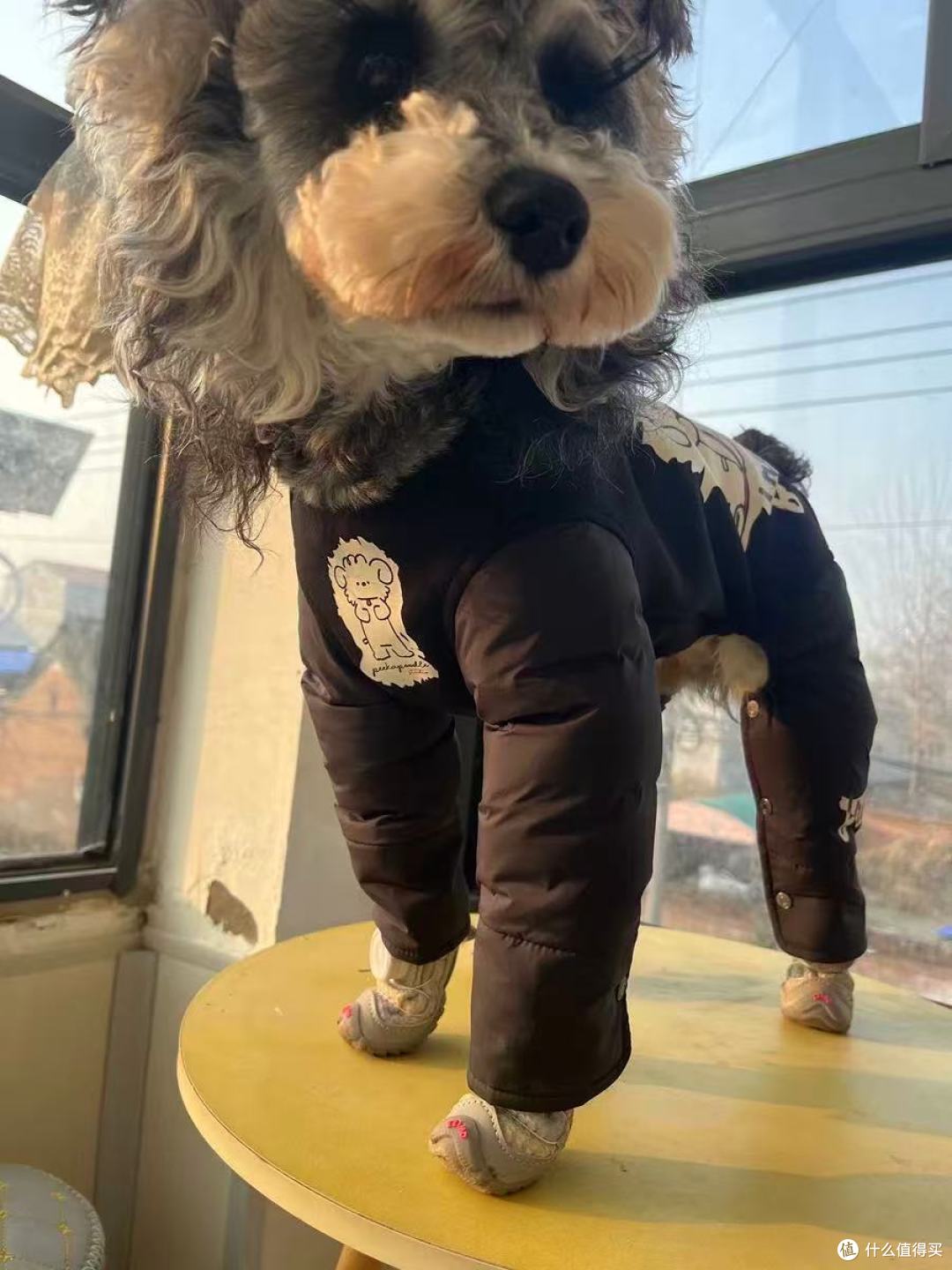泰迪过冬神器!一阅心田羽绒服套装实测,暖到心坎里❄️