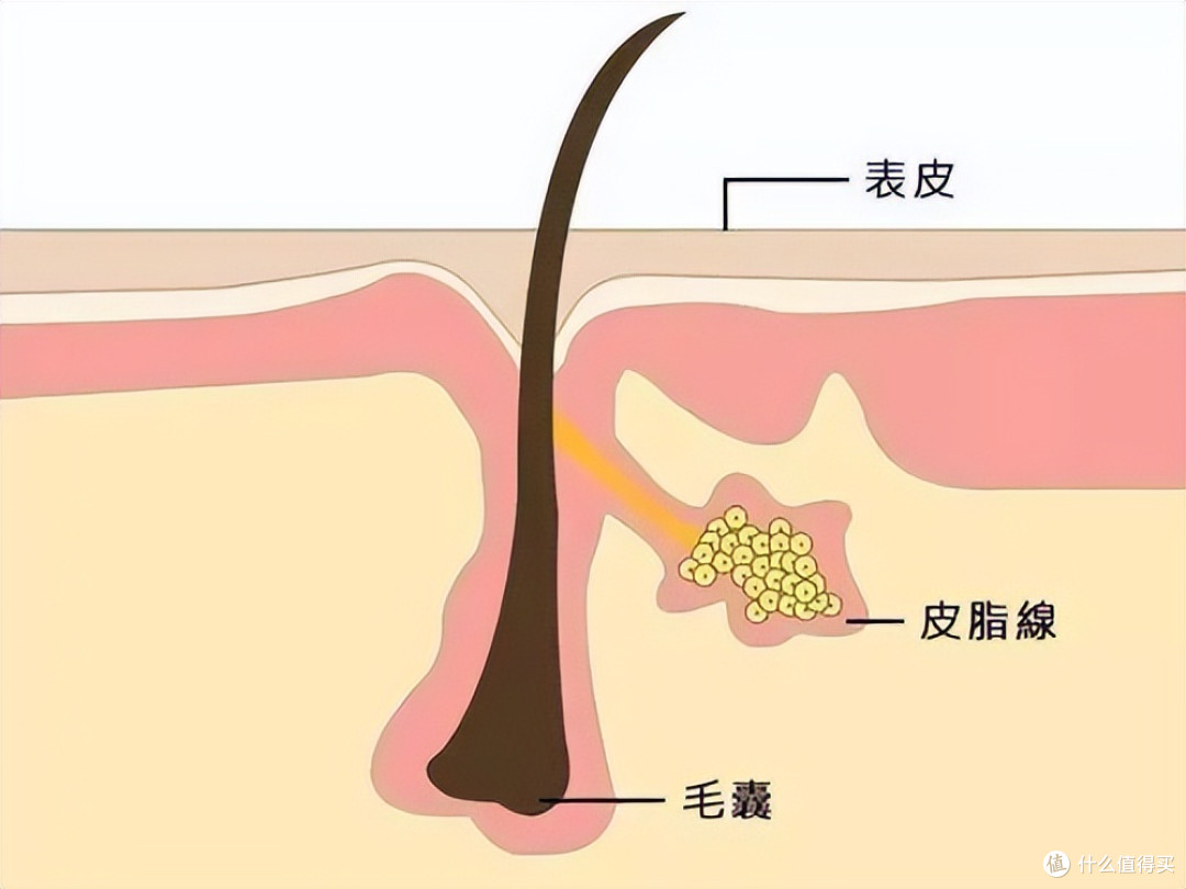 最近大火的以油养肤,为什么会翻车?