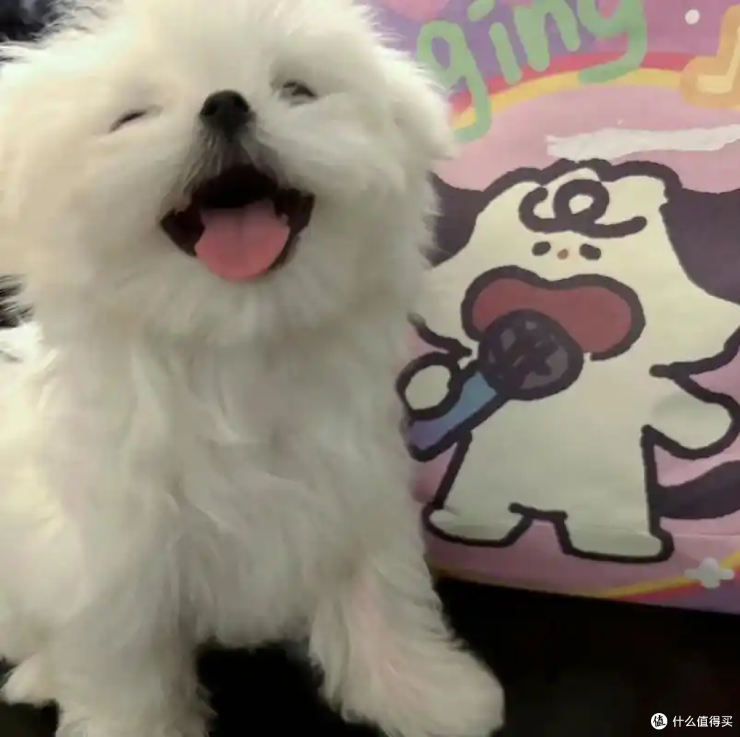 狗狗得皮肤病?这样应对高效又安全