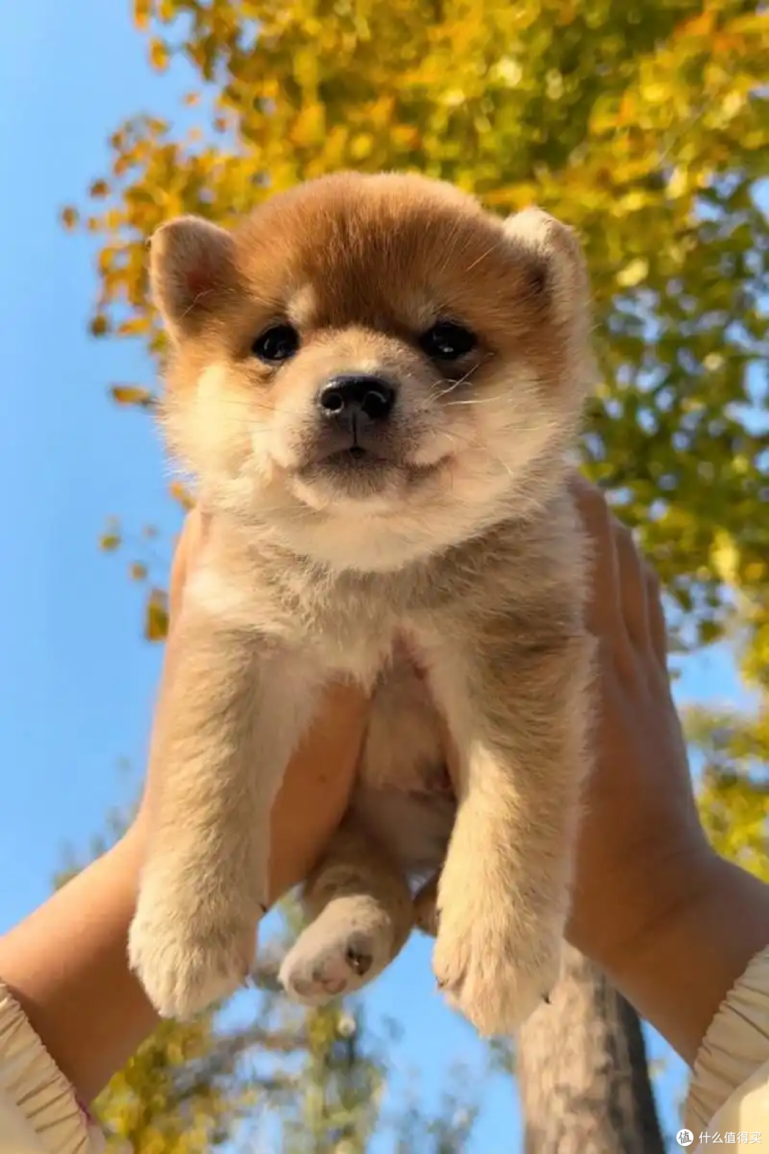 狗狗得皮肤病?这样应对高效又安全