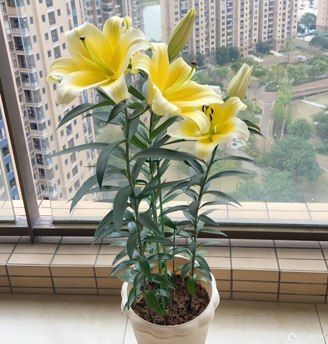 10种提升客厅颜值的懒人绿植，内附养护攻略！还有8种有毒的别选