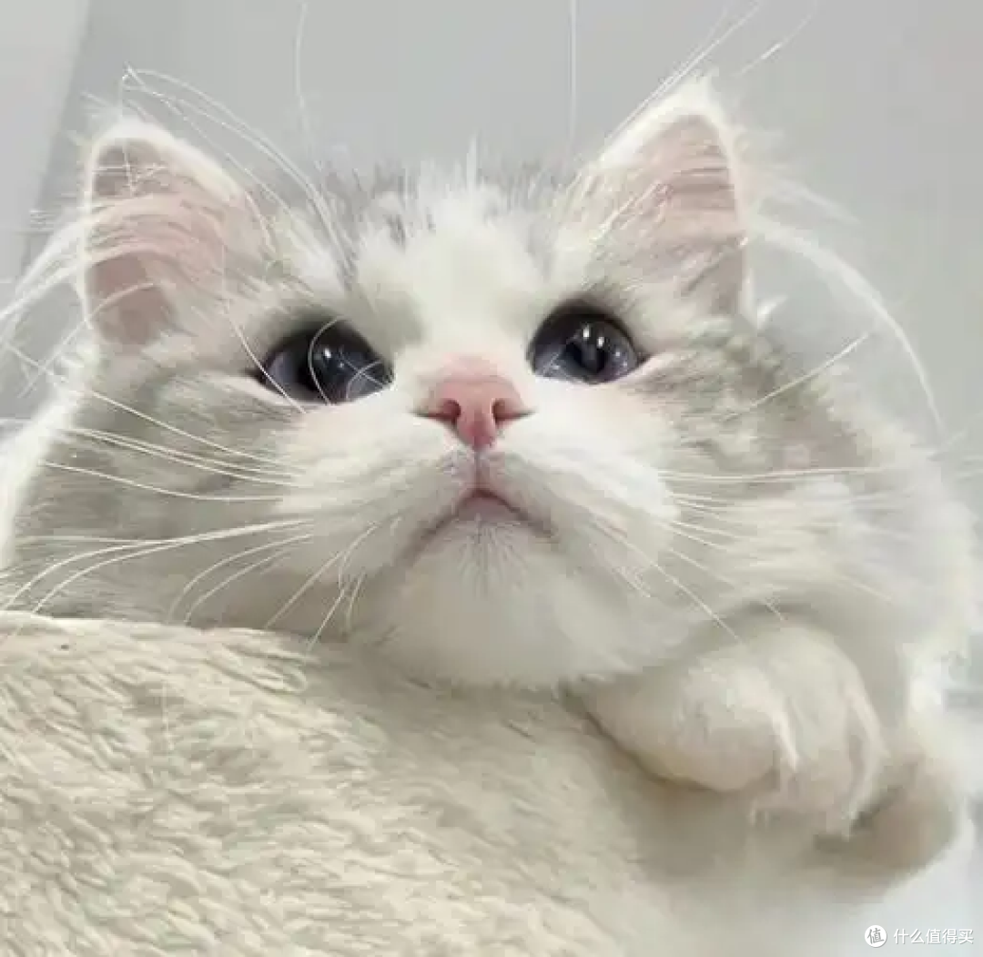 猫咪皮肤病怎么办?实用应对指南
