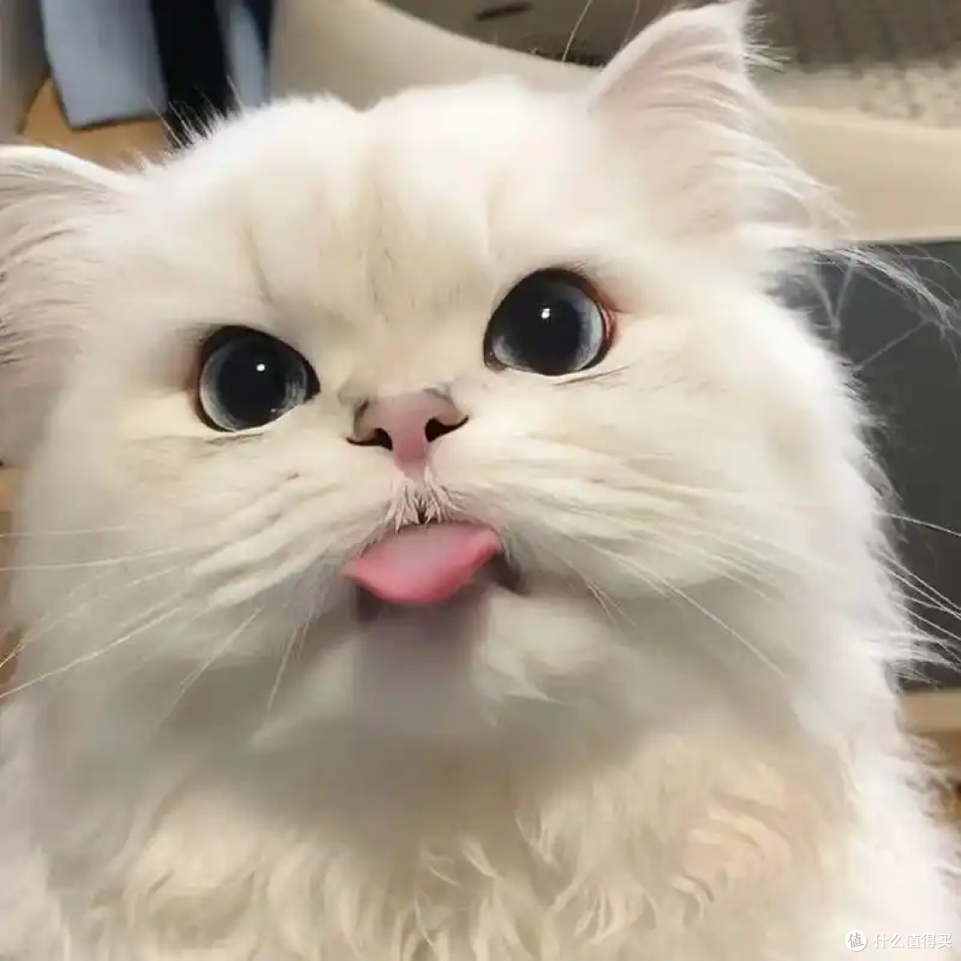 猫咪皮肤病怎么办?实用应对指南