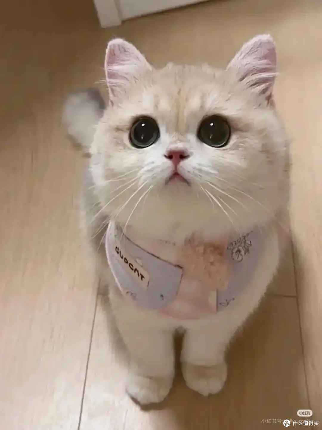 猫咪皮肤病怎么办?实用应对指南