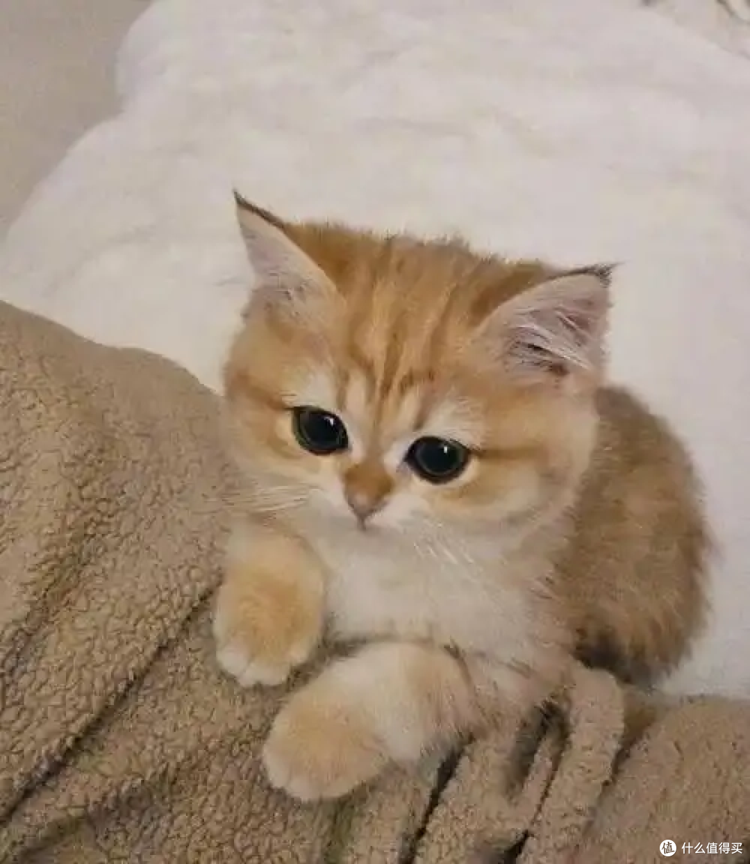 猫咪皮肤病怎么办?实用应对指南