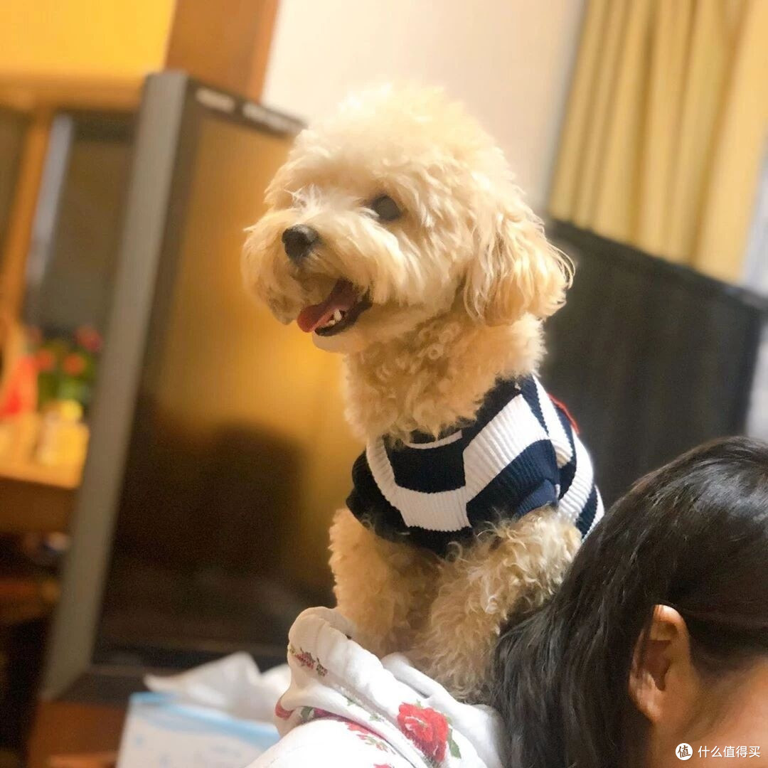 狗罐头哪个牌子好?十款高口碑高性价比款铲屎官闭眼入