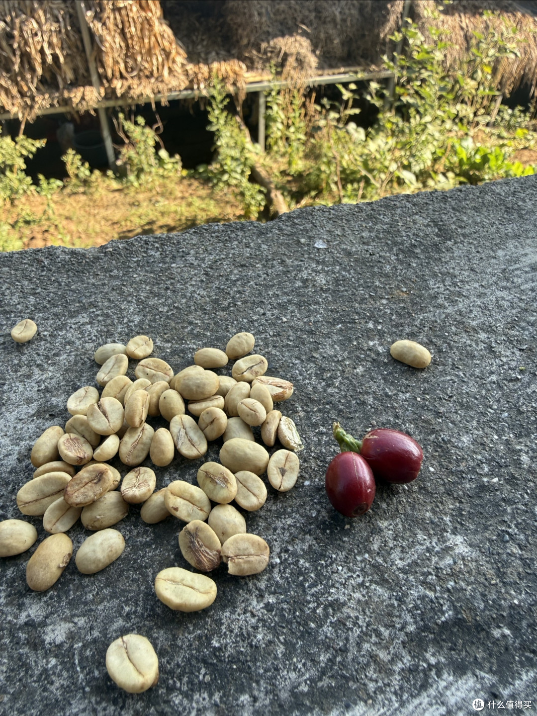 今年的咖啡果和咖啡豆已经开始采摘