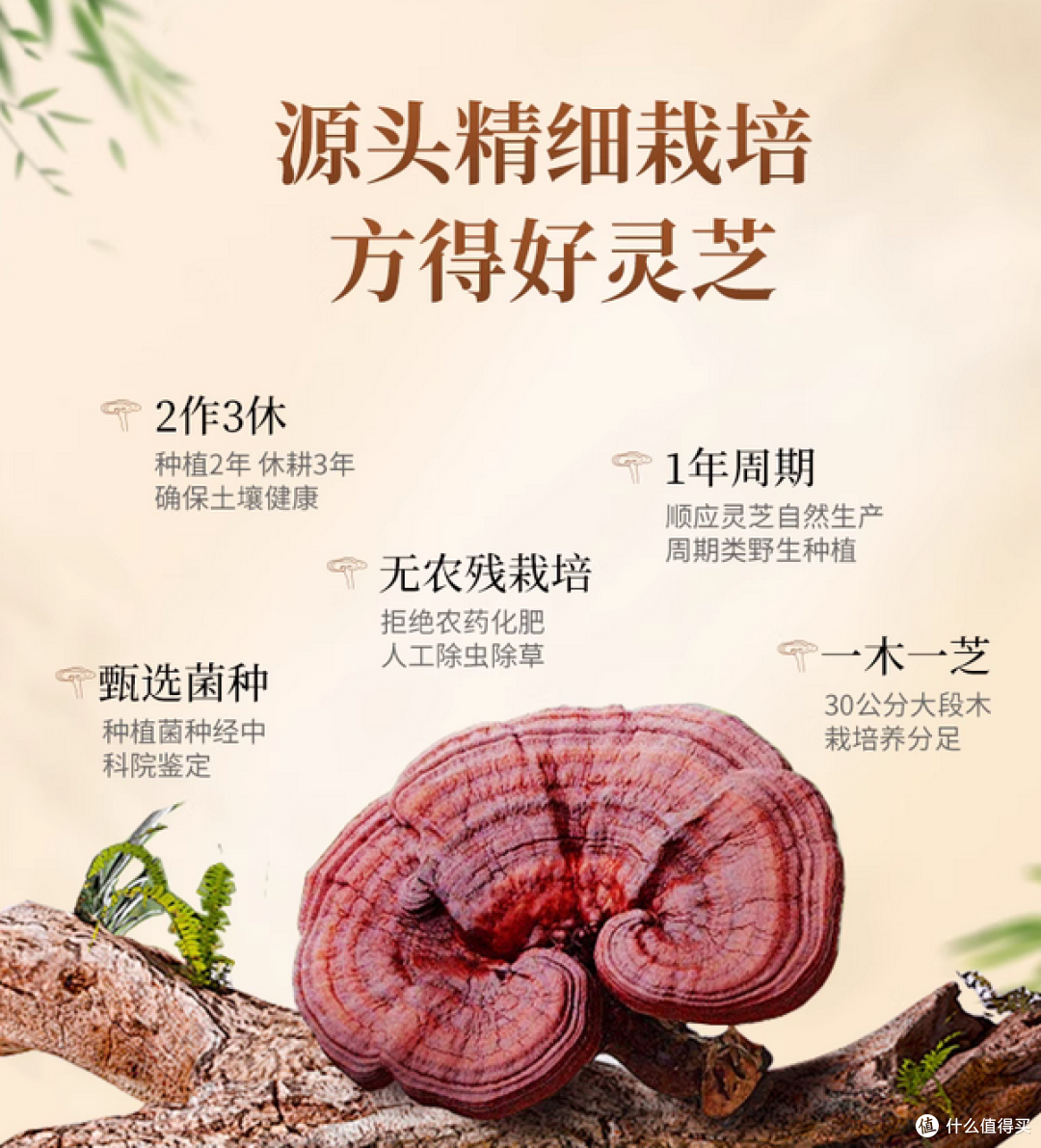 1767853762499293.png 2026灵芝选哪家不踩雷?专业私藏清单