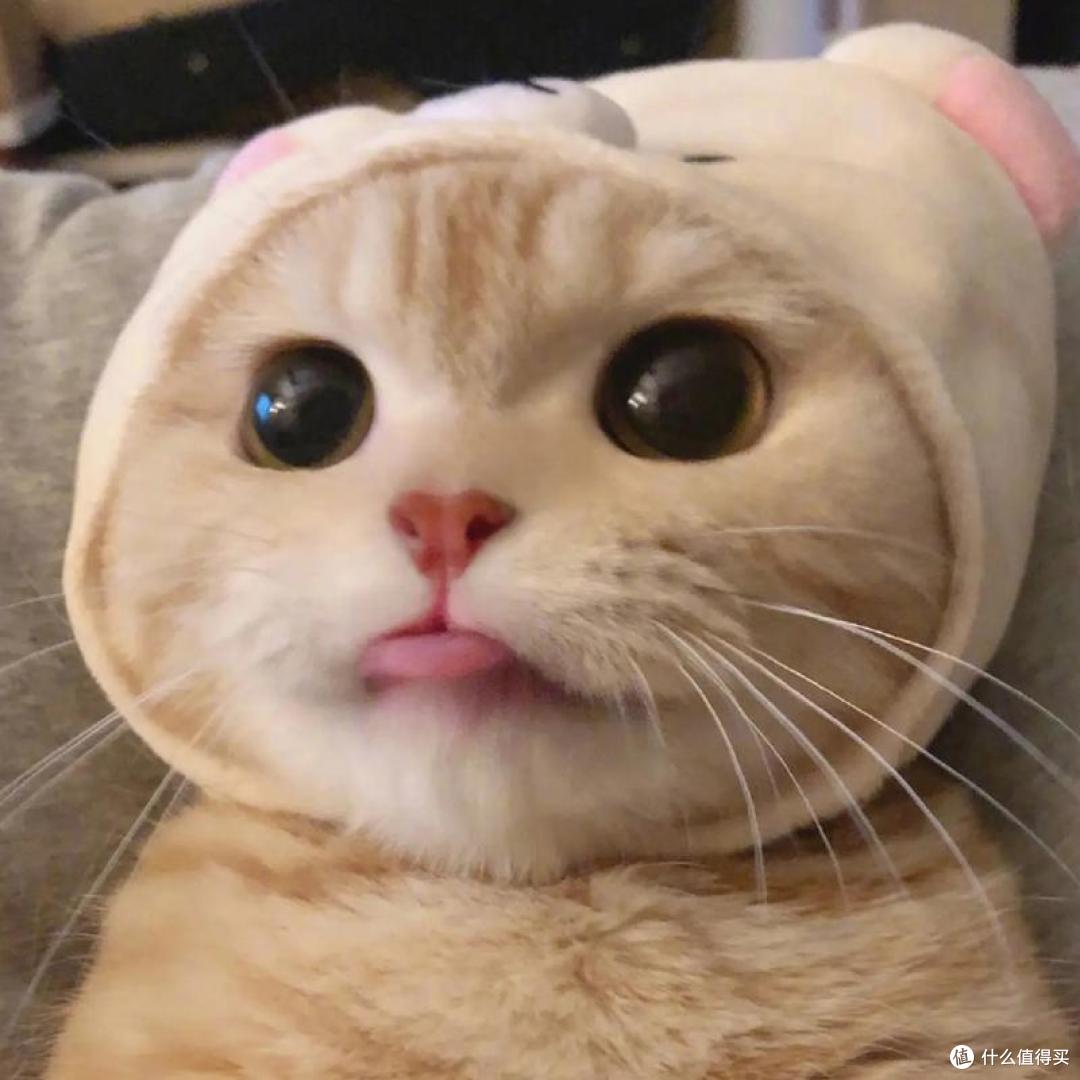 怎么选猫粮?2026年优质猫粮排行榜,快码住!