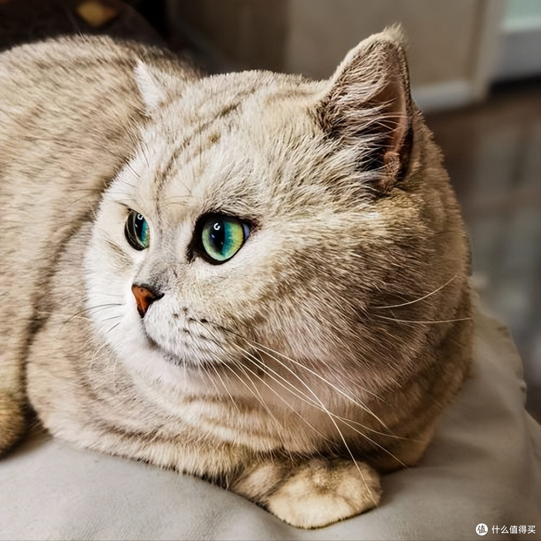 怎么选猫粮?2026年优质猫粮排行榜,快码住!