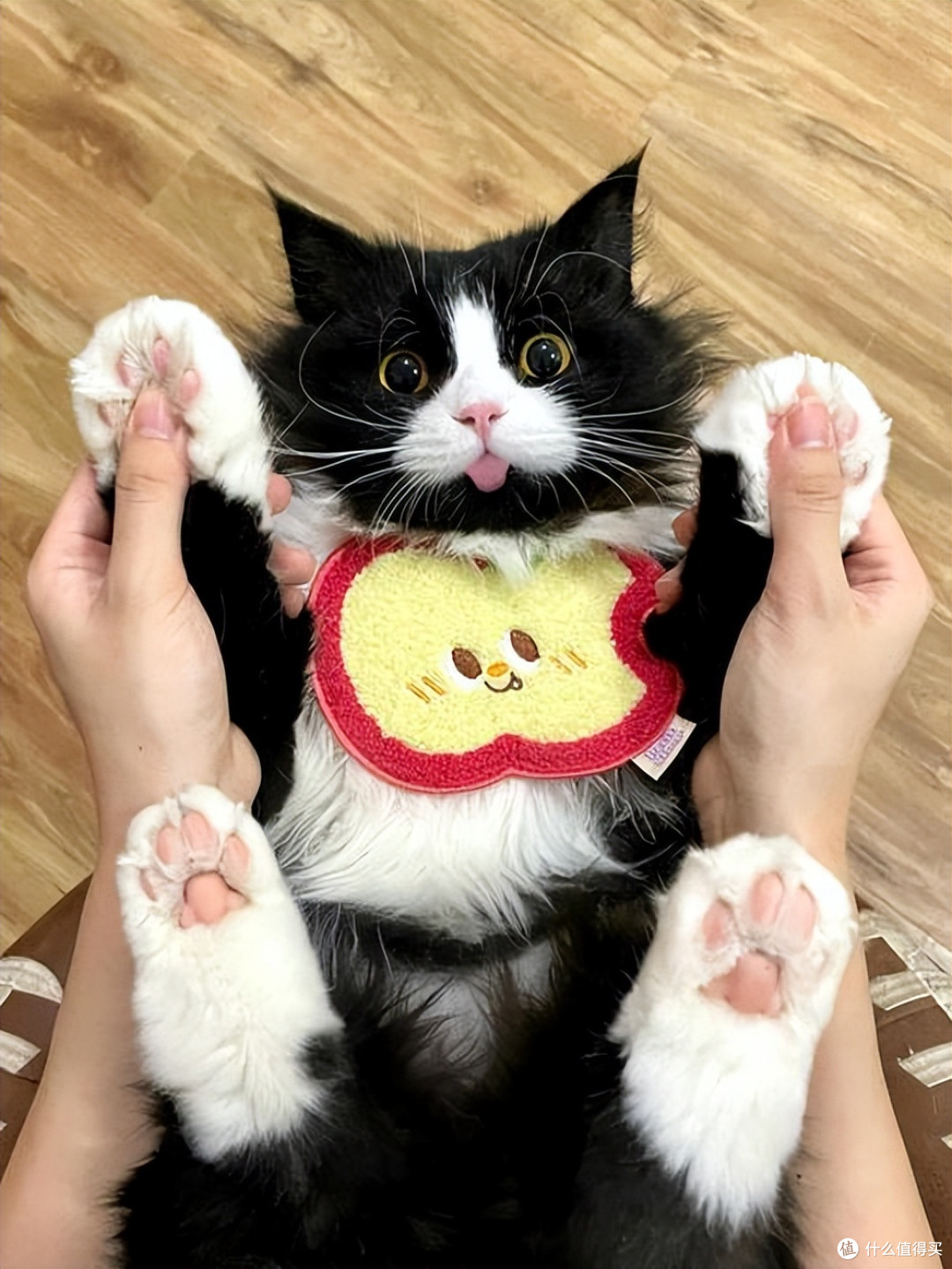 怎么选猫粮?2026年优质猫粮排行榜,快码住!