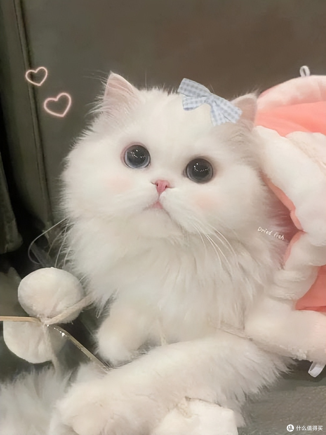 怎么选猫粮?2026年优质猫粮排行榜,快码住!