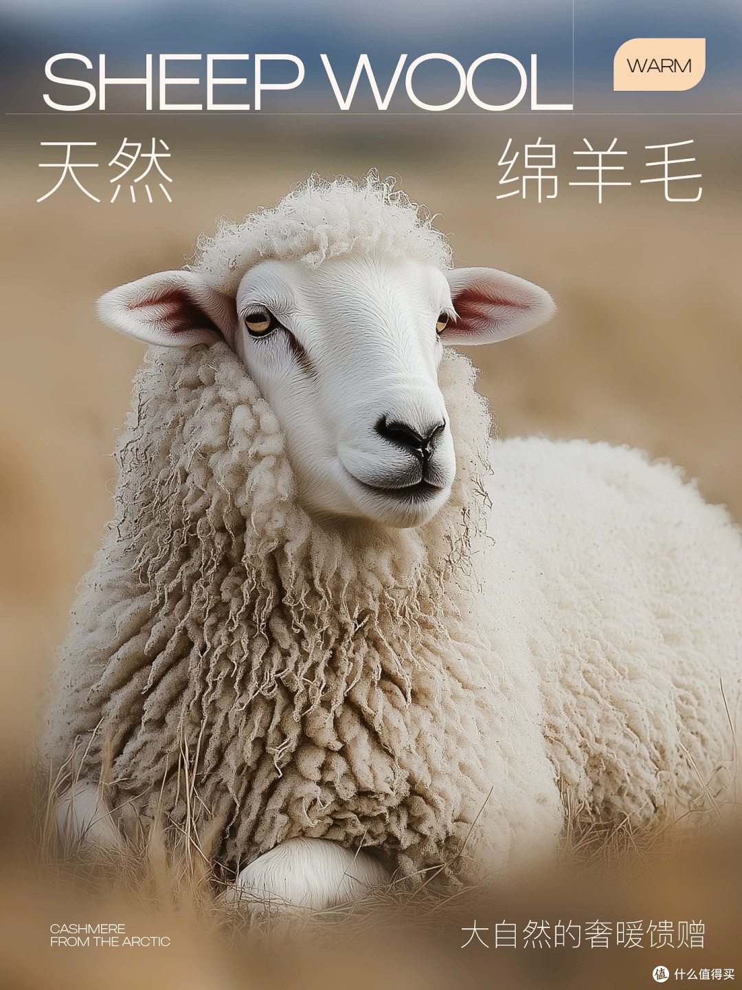 衣柜里的哨兵与隐士:寒潮来袭时,一场关于守护的静默对话