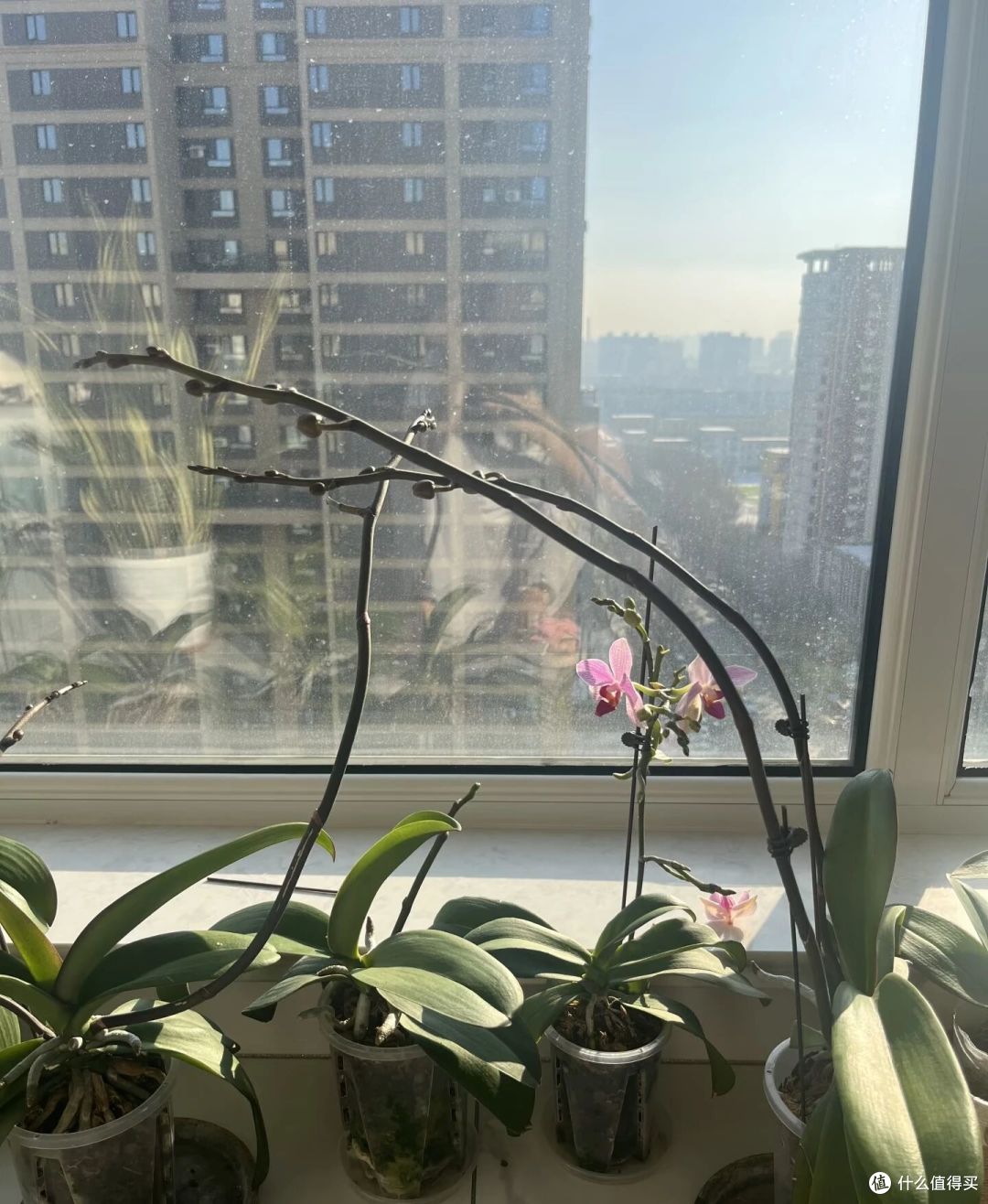 辽宁一女汉子,真是“养蝴蝶兰高手”,不但全复花,还1/2双箭!