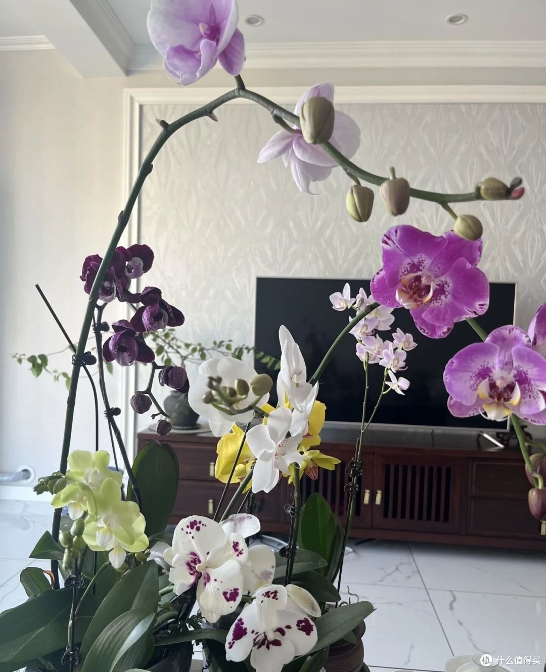 辽宁一女汉子,真是“养蝴蝶兰高手”,不但全复花,还1/2双箭!