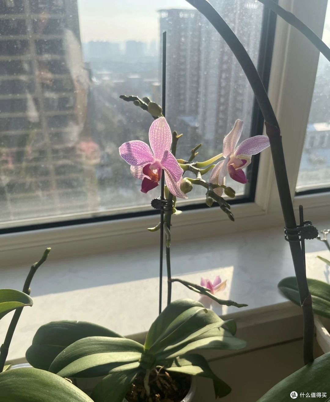 辽宁一女汉子,真是“养蝴蝶兰高手”,不但全复花,还1/2双箭!