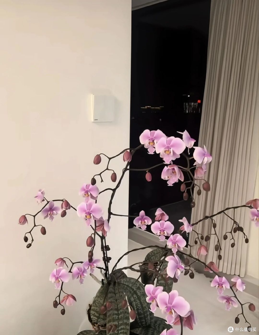 辽宁一女汉子,真是“养蝴蝶兰高手”,不但全复花,还1/2双箭!