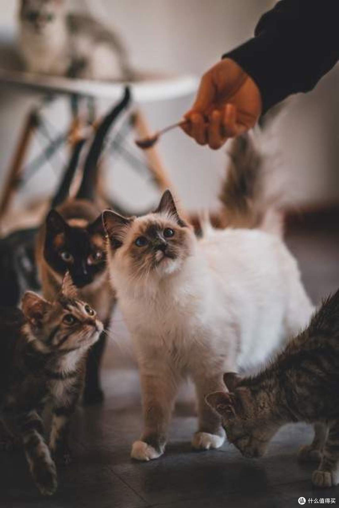 2026年猫粮红黑榜：10款热门猫粮深度实测，哪款适合你家主子？