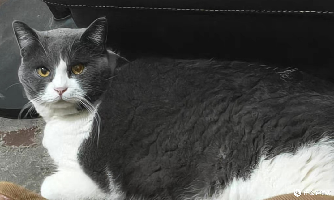 2026十大质量可靠的猫粮品牌测评