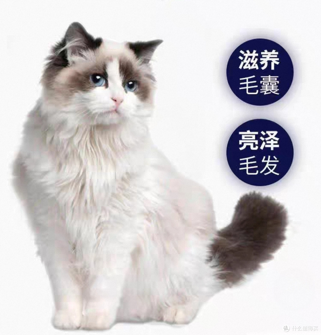2026推荐十大放心平民猫粮品牌！猫粮最好的牌子是哪个？
