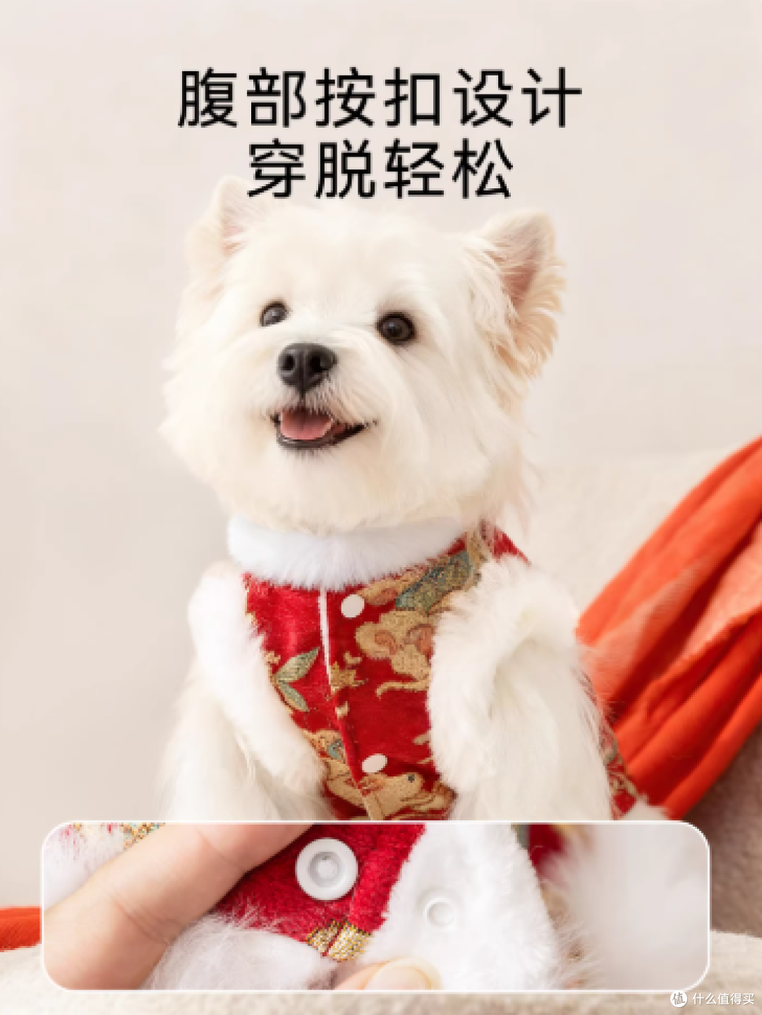 过年不光人要穿新衣,毛孩子也要红红火火迎新春!🐶🧧