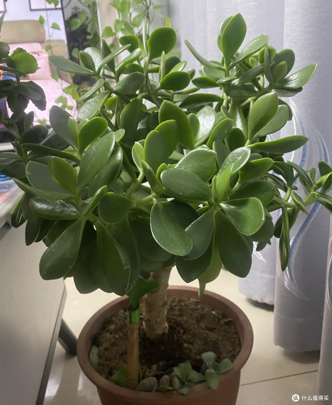 新疆一阿姨，晒侄子家“玉树花瀑”，玉树紫花：泼天富贵要接住！