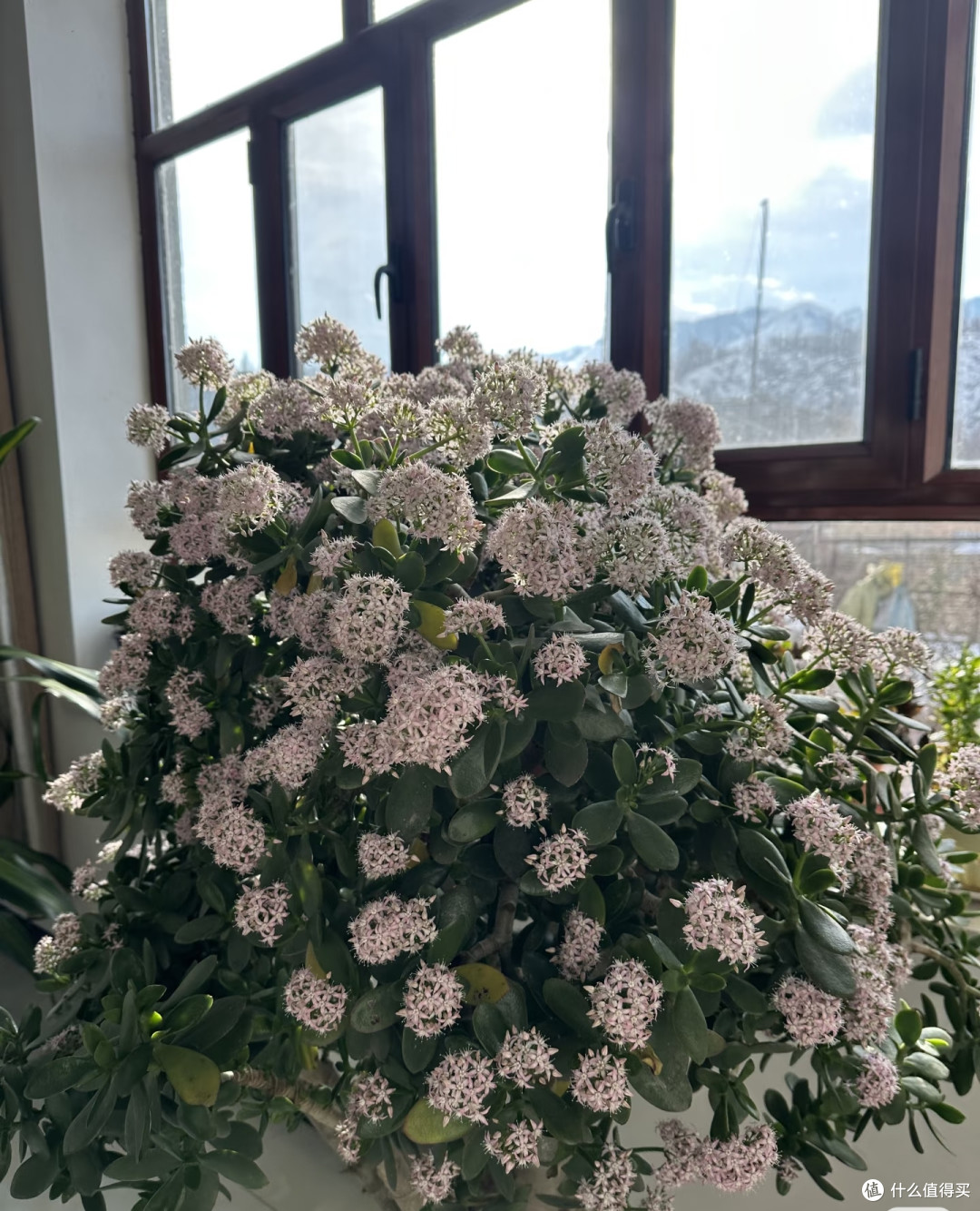 新疆一阿姨，晒侄子家“玉树花瀑”，玉树紫花：泼天富贵要接住！