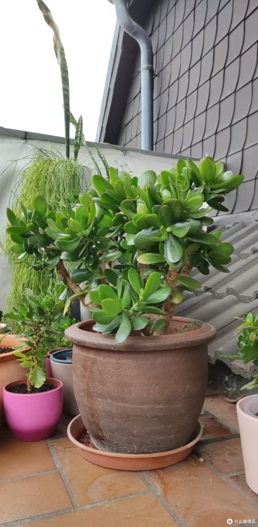 新疆一阿姨，晒侄子家“玉树花瀑”，玉树紫花：泼天富贵要接住！