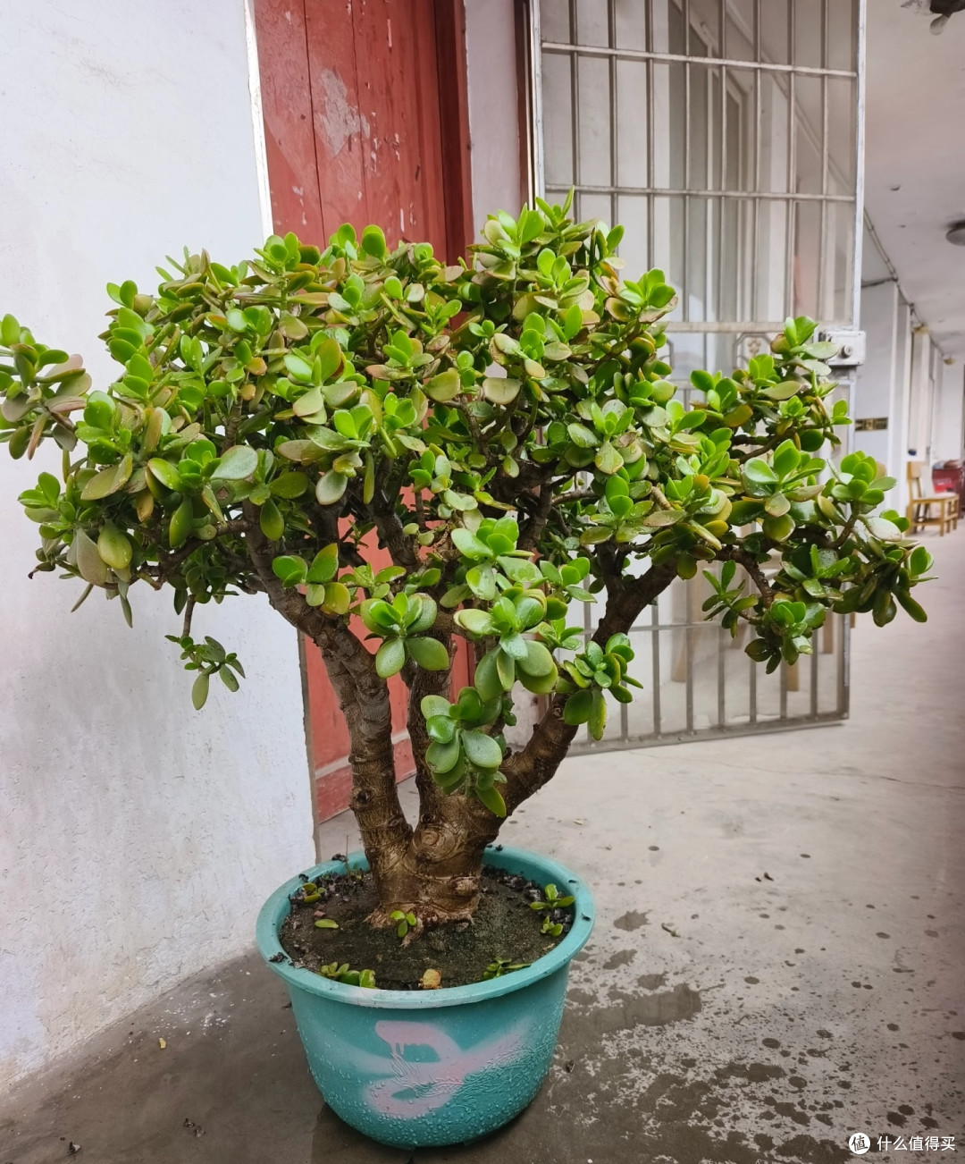 新疆一阿姨，晒侄子家“玉树花瀑”，玉树紫花：泼天富贵要接住！