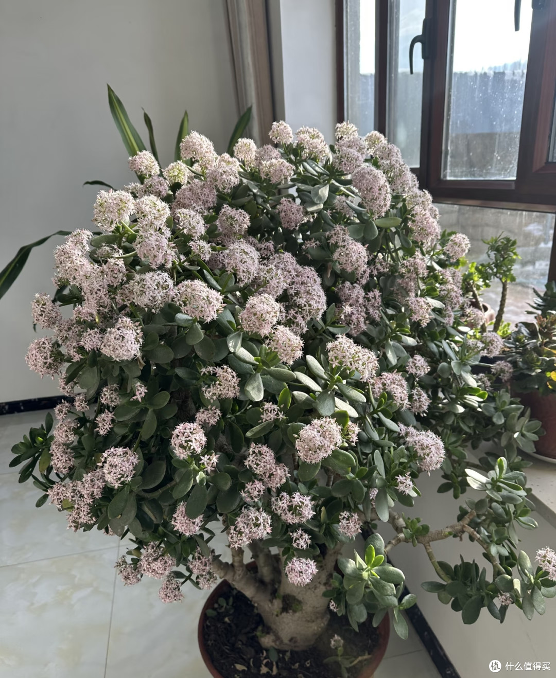 新疆一阿姨，晒侄子家“玉树花瀑”，玉树紫花：泼天富贵要接住！
