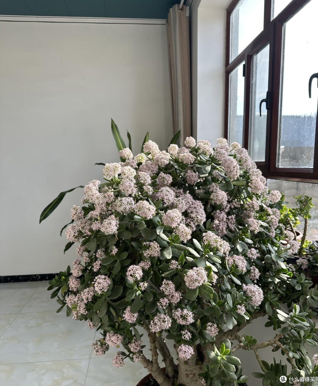 新疆一阿姨，晒侄子家“玉树花瀑”，玉树紫花：泼天富贵要接住！