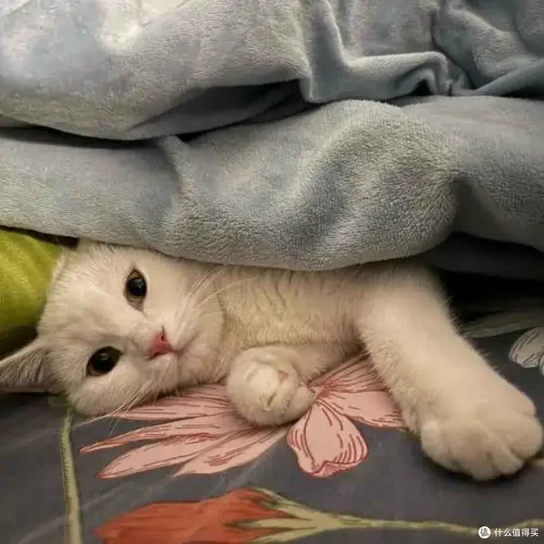 猫咪能上床睡觉吗?