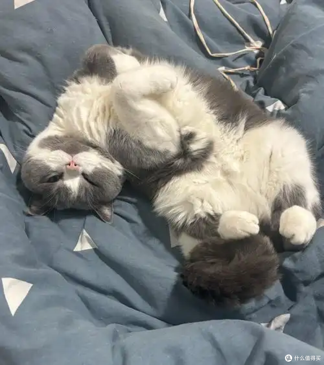 猫咪能上床睡觉吗?