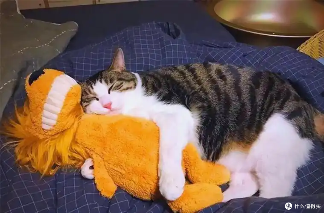猫咪能上床睡觉吗?