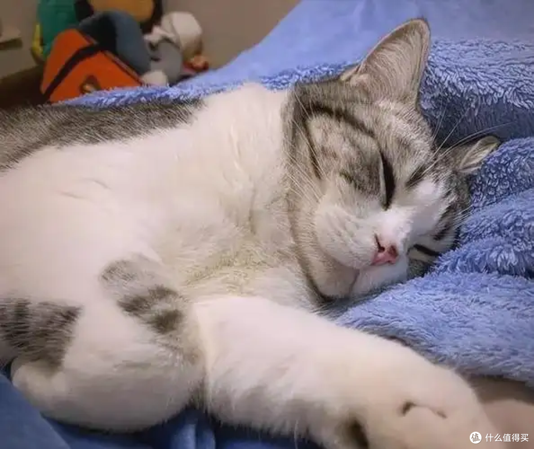 猫咪能上床睡觉吗?