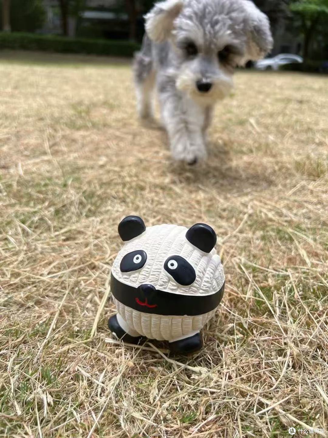 FOFOS两只福狸玩具球测评|拯救幼犬拆家!我家毛孩玩到停不下来
