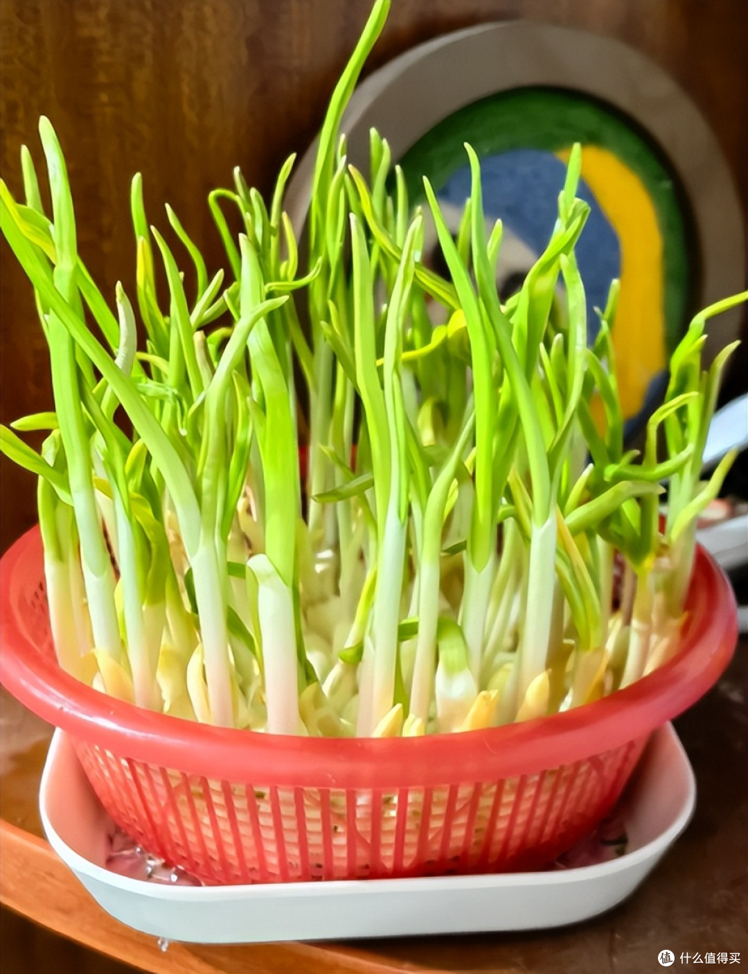 用完的“草莓筐”都能拿来干嘛?网友的点子,绝了