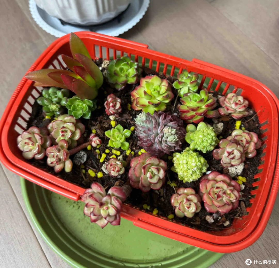 用完的“草莓筐”都能拿来干嘛?网友的点子,绝了