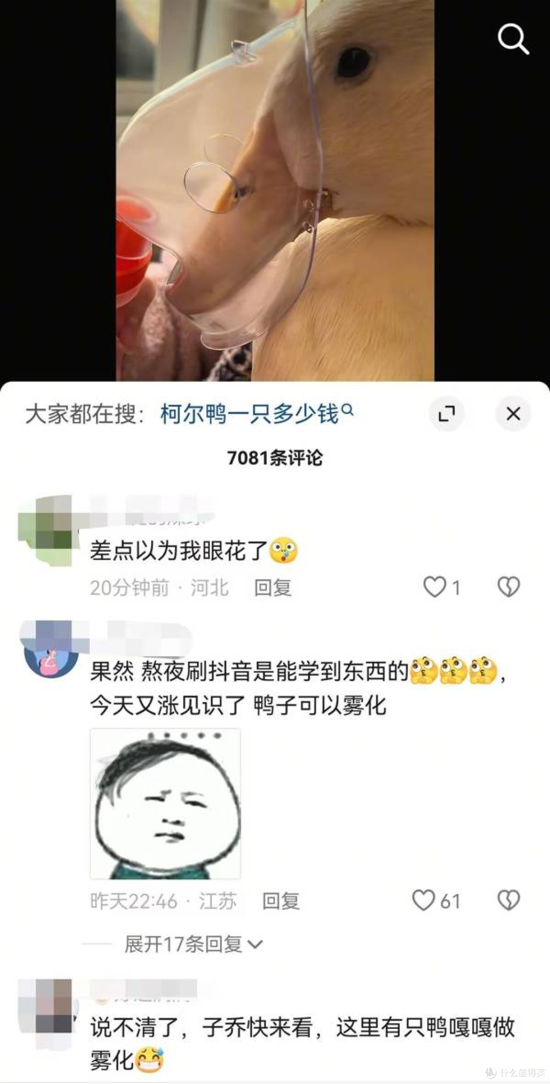 宠物鸭生病,主人急得自制雾化:为了救它,啥招都敢试!