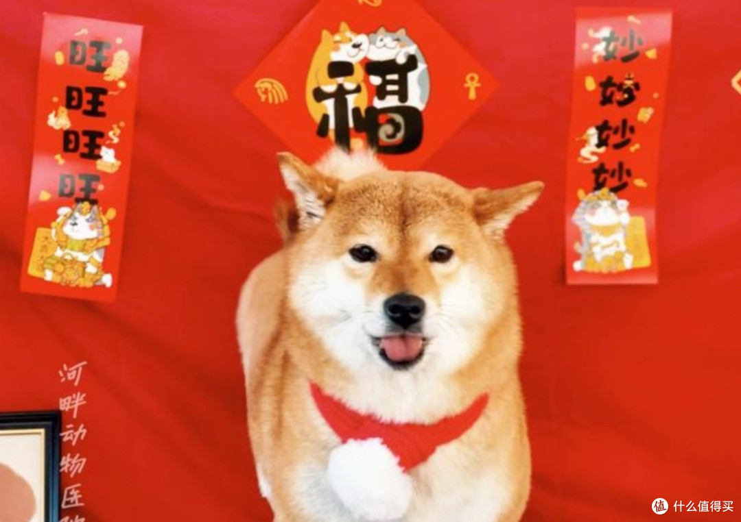 新年新“检”康:带毛孩做全面体检记