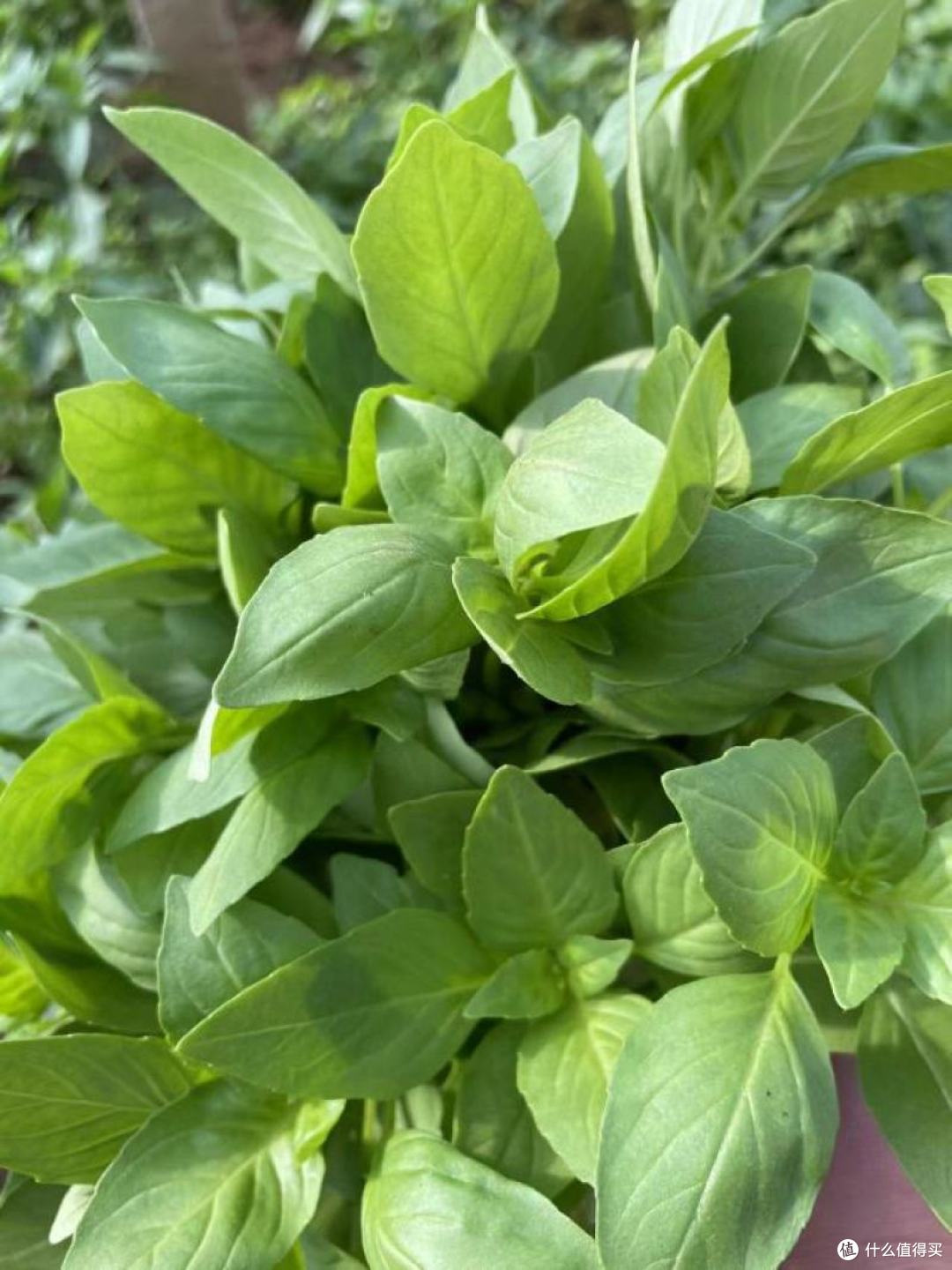 河南“隐藏款”土特产大盘点，都是难得的好食材，准备年货用得着